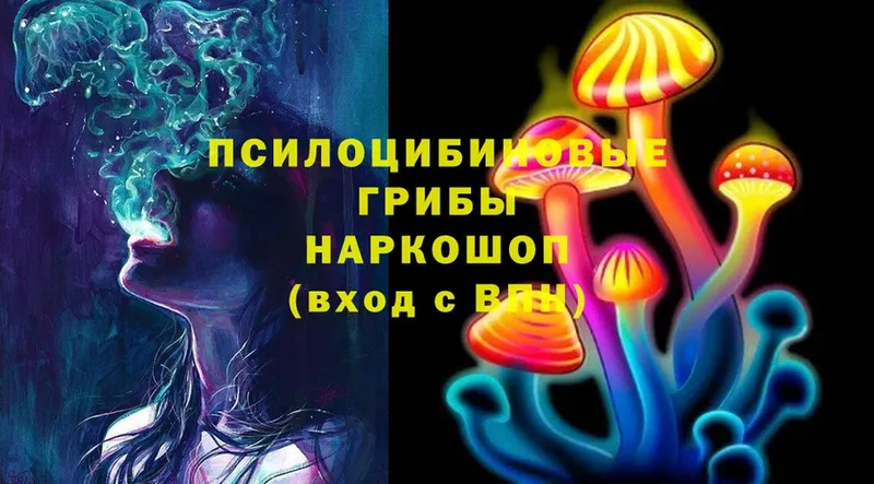 Псилоцибиновые грибы Cubensis Дегтярск